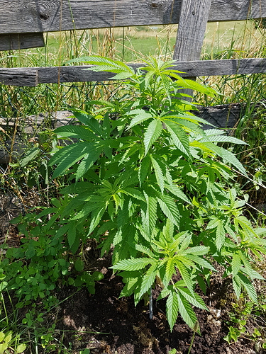 Growreport Bild 7