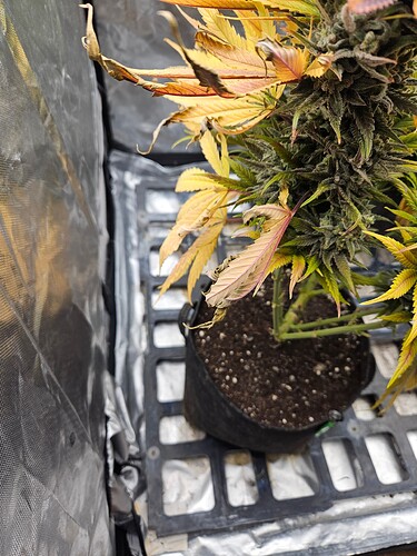 Growreport Bild 26