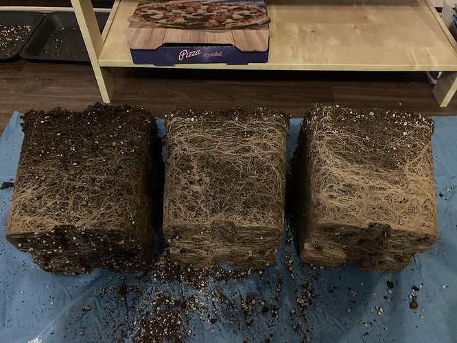 Growreport Bild 43