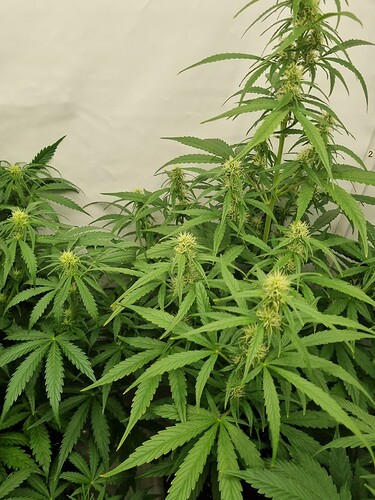 Growreport Bild 26
