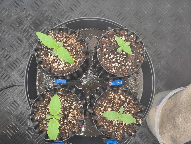 Growreport Bild 6