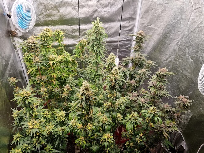 Growreport Bild 29