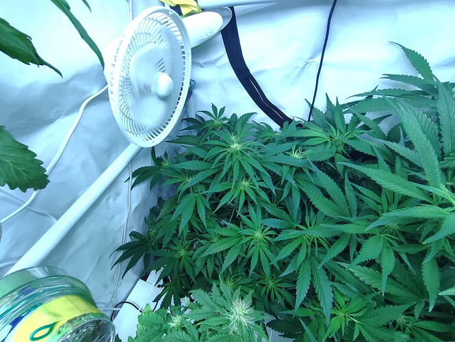 Growreport Bild 3