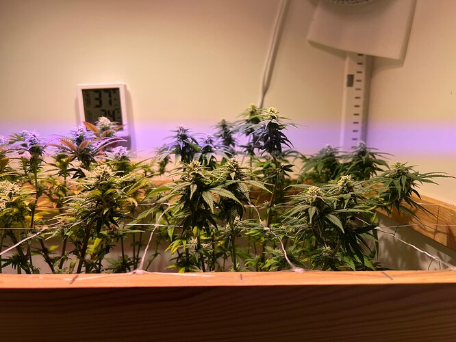 Growreport Bild 7