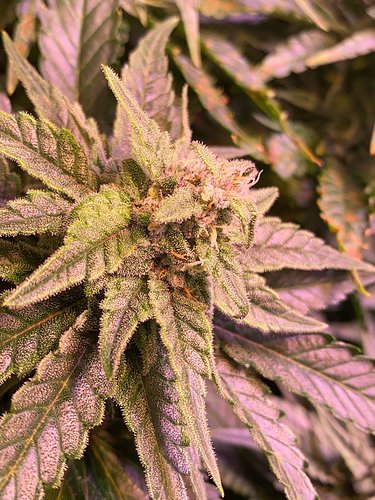 Growreport Bild 3