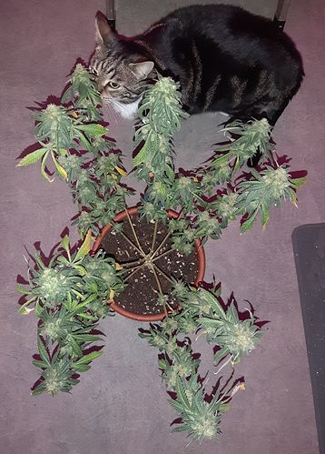 Growreport Bild 2
