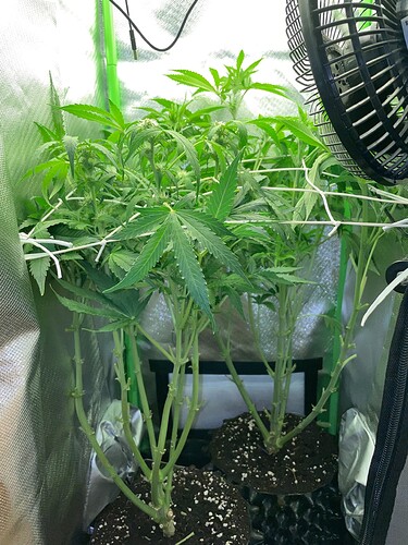 Growreport Bild 13