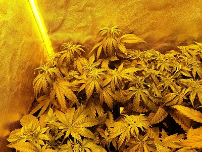 Growreport Bild 4