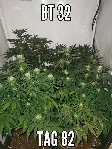 Growreport Bild 1