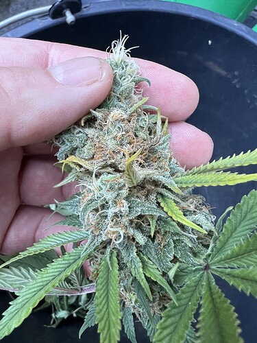 Growreport Bild 2
