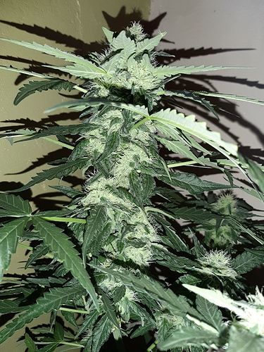 Growreport Bild 6