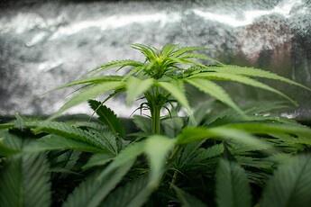 Growreport Bild 6