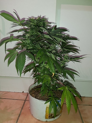 Growreport Bild 9