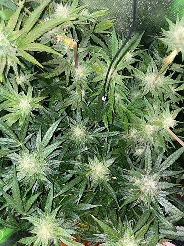 Growreport Bild 51