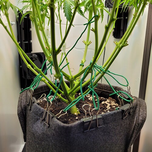 Growreport Bild 6
