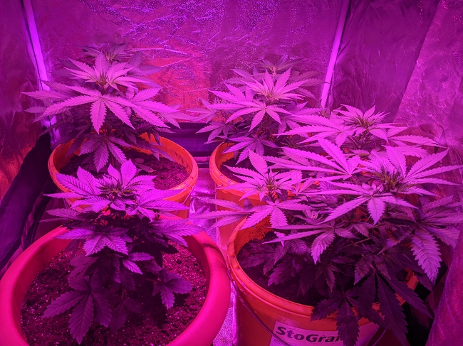 Growreport Bild 2