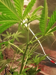 Growreport Bild 6