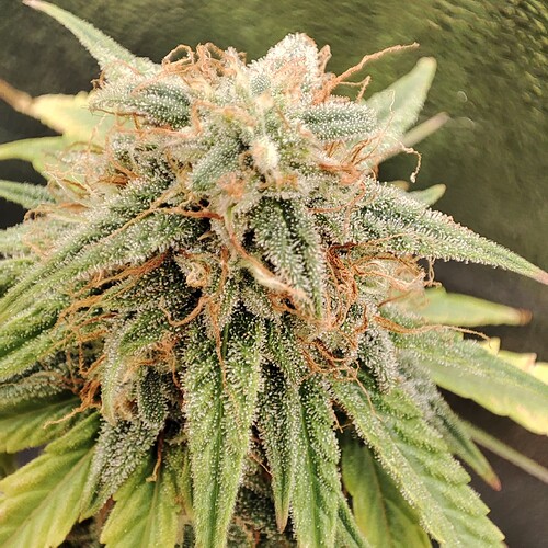 Growreport Bild 39