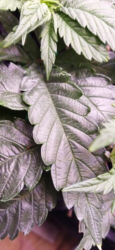 Growreport Bild 4