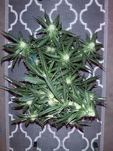 Growreport Bild 2