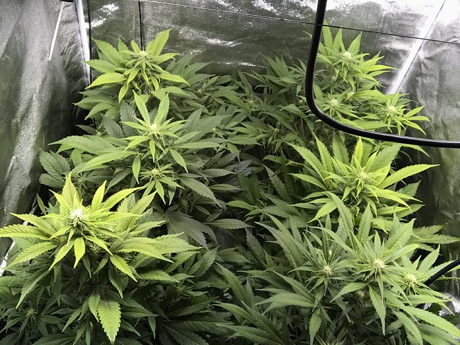 Growreport Bild 13
