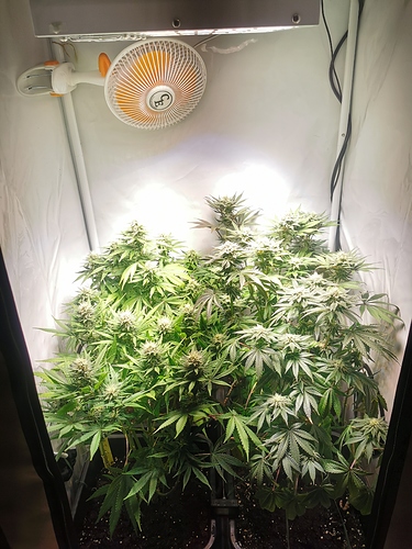 Growreport Bild 1