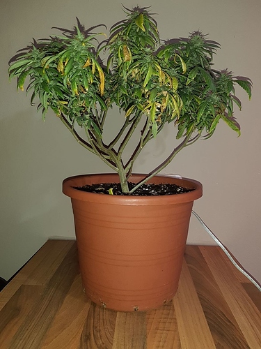 Growreport Bild 1