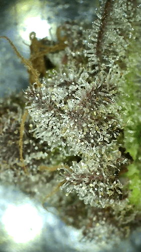 Growreport Bild 19