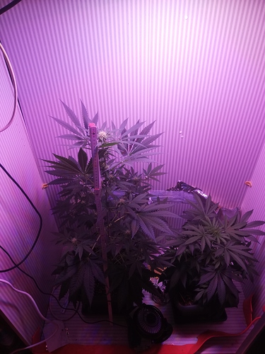 Growreport Bild 2