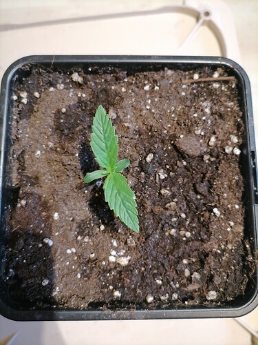 Growreport Bild 18
