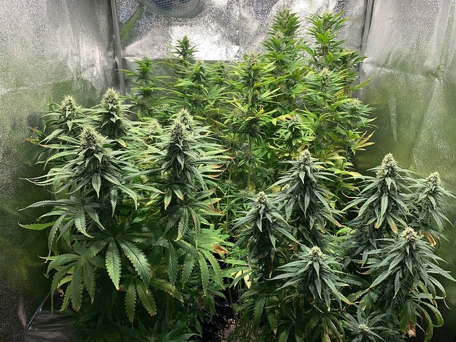 Growreport Bild 1