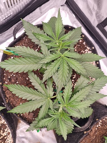 Growreport Bild 63