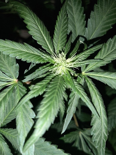 Growreport Bild 3