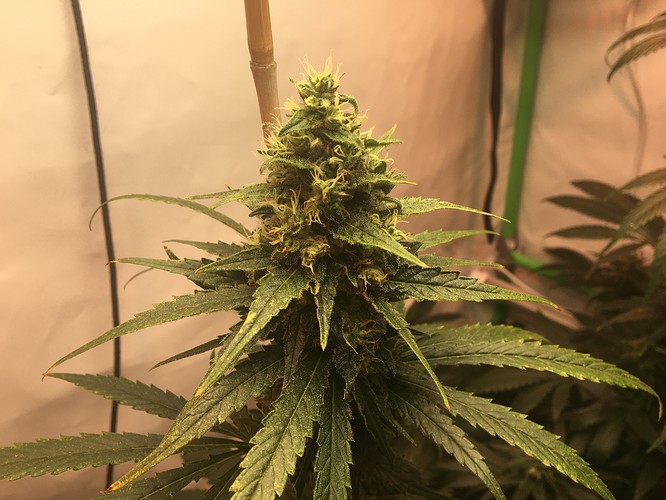 Growreport Bild 14