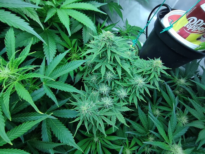 Growreport Bild 6