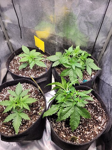 Growreport Bild 17