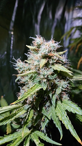 Growreport Bild 2