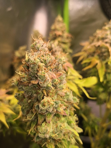 Growreport Bild 4