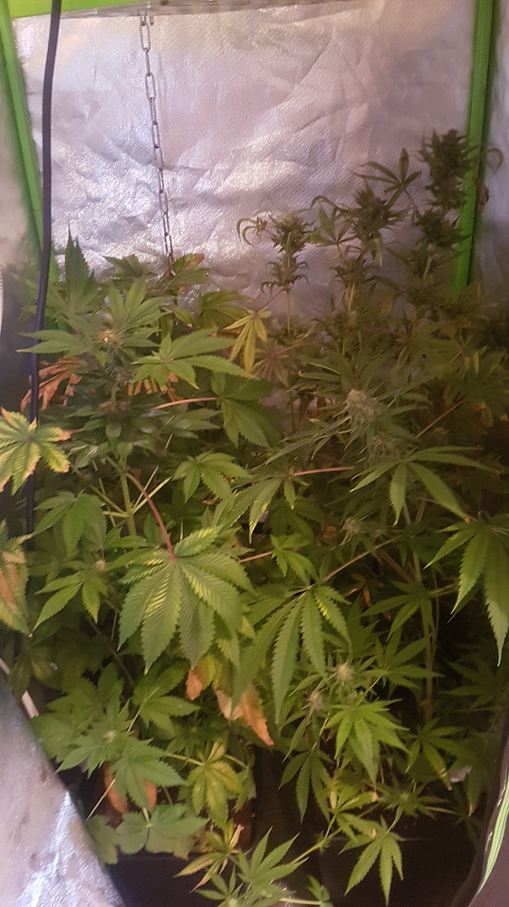 Mars Hydro 48 Reflector, 60×60×180 GrowReport