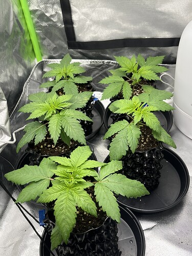 Growreport Bild 16