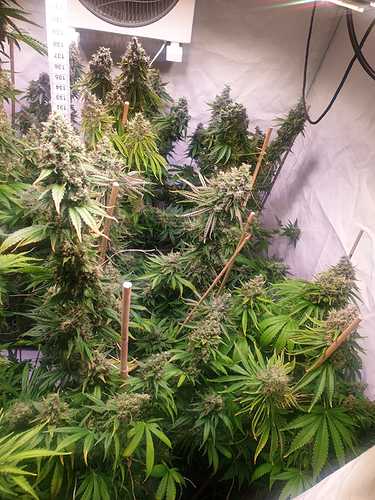 Growreport Bild 5