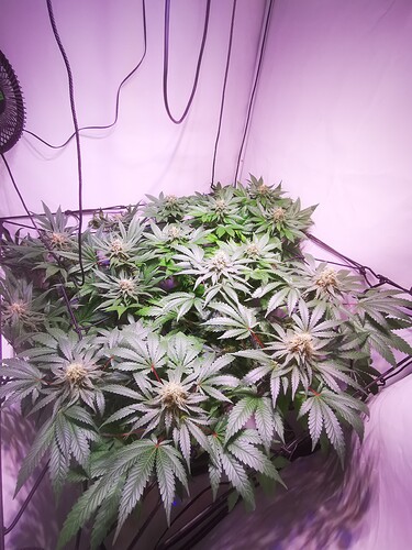 Growreport Bild 3