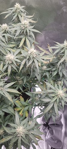 Growreport Bild 15