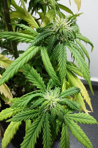 Growreport Bild 4