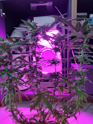 Growreport Bild 3