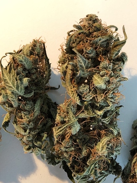 Growreport Bild 50