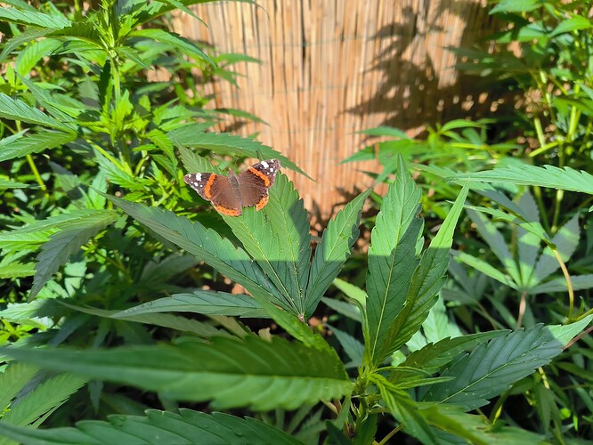 Growreport Bild 23
