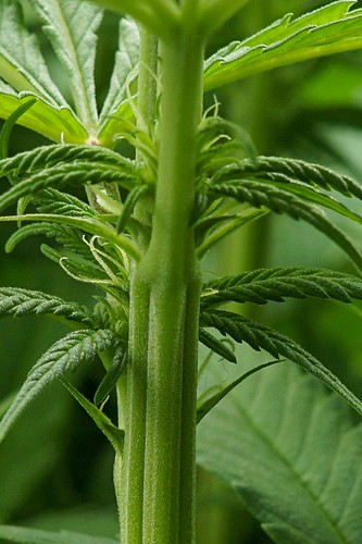 Growreport Bild 7