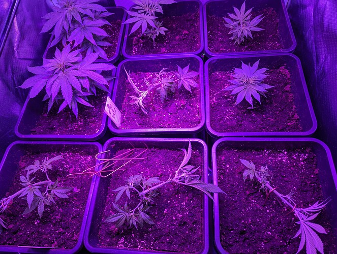 Growreport Bild 1