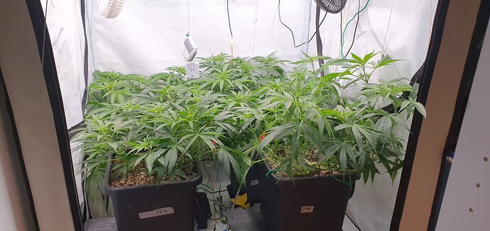 Growreport Bild 12